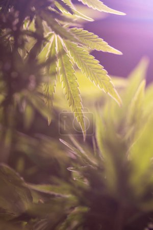 Téléchargez les photos : Cannabis leaf and sun light in the garden. - en image libre de droit
