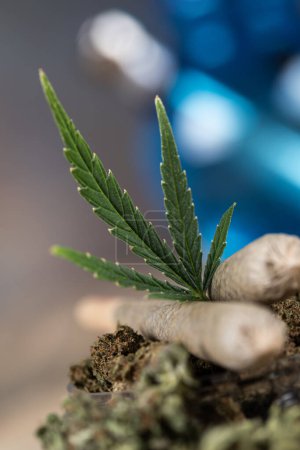 Foto de Marihuana y cogollos de cannabis sobre un fondo negro - Imagen libre de derechos