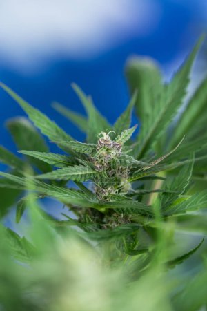 Téléchargez les photos : Plante de cannabis avec bourgeons - en image libre de droit