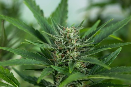 Téléchargez les photos : Bourgeon de marijuana avec des bourgeons et des feuilles de cannabis. cannabis médical. - en image libre de droit