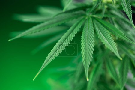 Téléchargez les photos : Gros plan des feuilles de cannabis - en image libre de droit