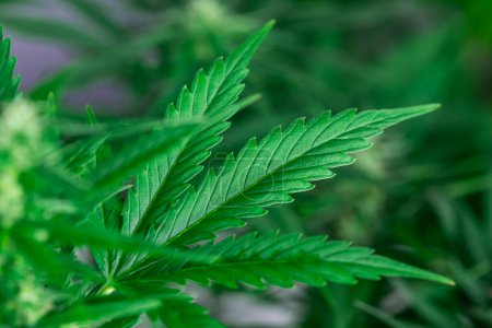 Téléchargez les photos : Vue rapprochée des feuilles de cannabis. - en image libre de droit