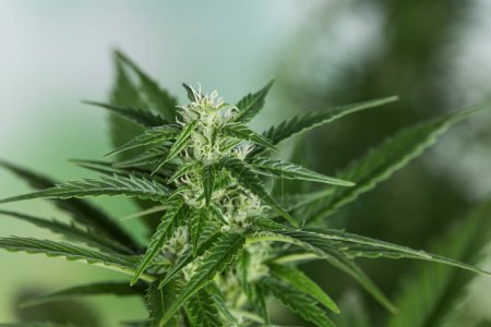 Téléchargez les photos : Gros plan plante de cannabis, cannabis médical - en image libre de droit