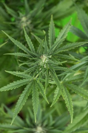 Téléchargez les photos : Gros plan de la feuille de marijuana dans le jardin, mise au point sélective - en image libre de droit
