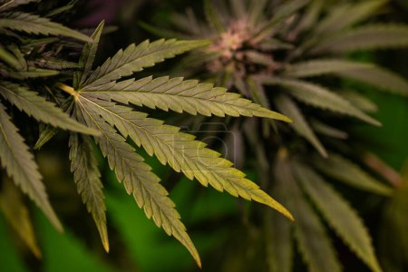 Foto de Hoja de marihuana sobre un fondo oscuro. planta de cannabis cultivada en el jardín. - Imagen libre de derechos