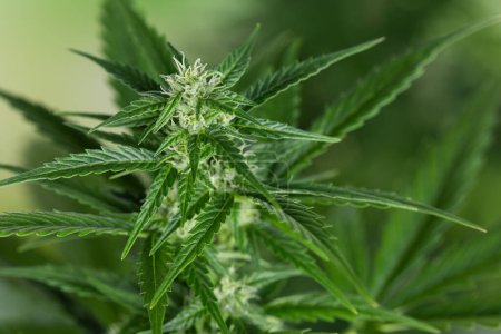 Téléchargez les photos : Feuille de cannabis verte sur une plante de marijuana dans une ferme. - en image libre de droit