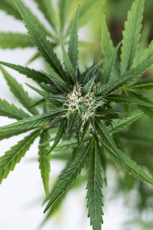 Téléchargez les photos : Feuille de cannabis dans le jardin - en image libre de droit