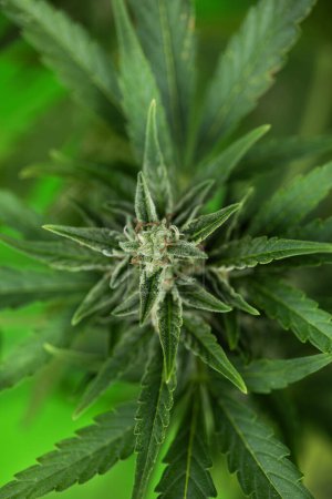 Téléchargez les photos : Plante de cannabis verte en fleurs - en image libre de droit