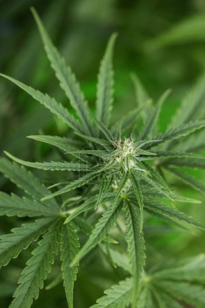 Téléchargez les photos : Gros plan des feuilles de cannabis, plante de marijuana - en image libre de droit