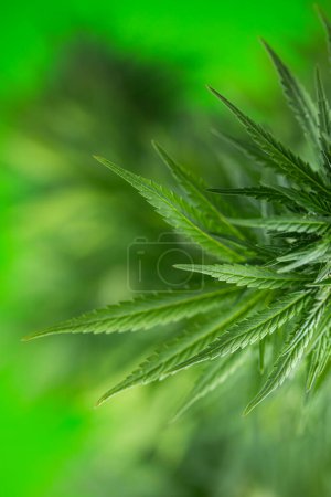 Téléchargez les photos : Cannabis, marijuana, feuilles de cannabis, chanvre - en image libre de droit