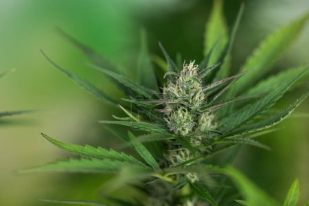 Téléchargez les photos : Plante de cannabis avec bourgeons dans le jardin - en image libre de droit