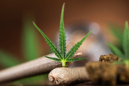 Téléchargez les photos : Marijuana plante et feuilles de cannabis. - en image libre de droit