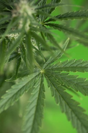 Téléchargez les photos : Feuille de cannabis sur le fond de la plante de marijuana. - en image libre de droit