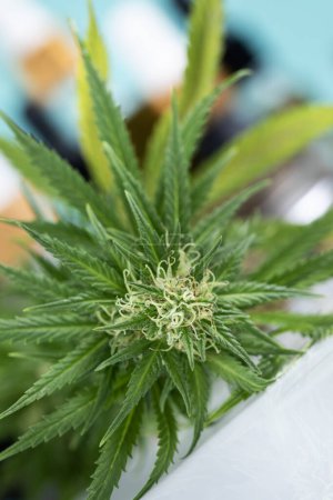 Téléchargez les photos : Bourgeon de fleur de cannabis aux feuilles vertes - en image libre de droit