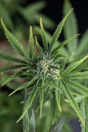 Téléchargez les photos : Marijuana cannabis dans le jardin - en image libre de droit