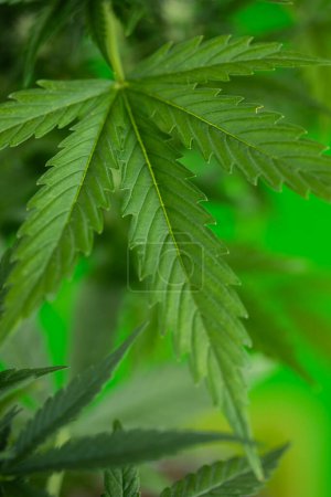 Photo for Green leaves of cannabis, the marijuana - Royalty Free Image