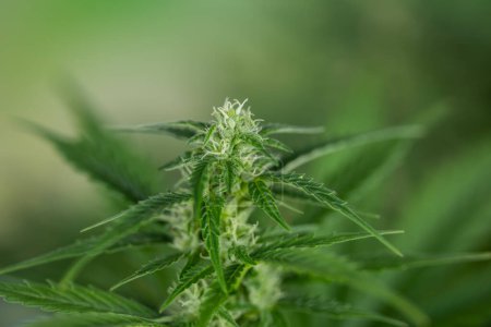 Téléchargez les photos : Plante de cannabis qui pousse dans le jardin, gros plan - en image libre de droit