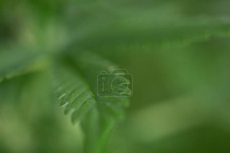 Téléchargez les photos : Gros plan de la feuille de cannabis dans le jardin. - en image libre de droit