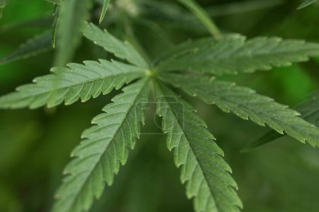 Téléchargez les photos : Vue rapprochée des feuilles de cannabis. - en image libre de droit