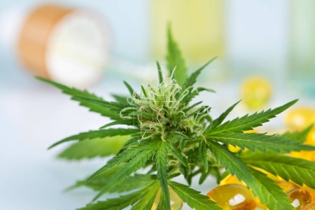 Téléchargez les photos : Cbd bourgeons de chanvre dans le cannabis médical. - en image libre de droit