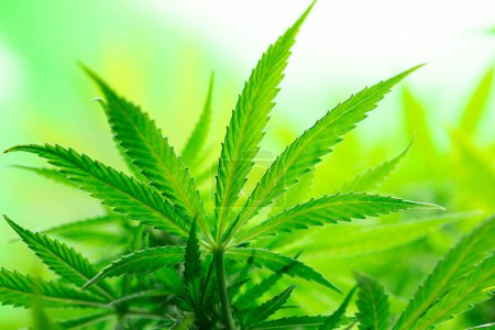 Téléchargez les photos : Plante de marijuana verte sur un fond flou. - en image libre de droit