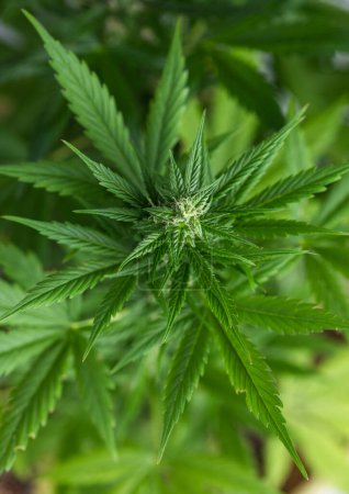 Téléchargez les photos : Fermer la plante de cannabis - en image libre de droit