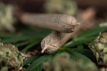 Photo for Cannabis plant bud with marijuana buds - Royalty Free Image