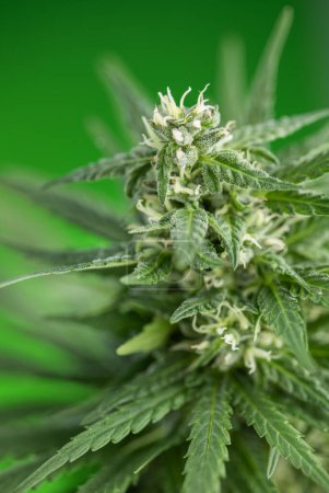Téléchargez les photos : Green marijuana bud close up, macro - en image libre de droit