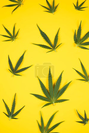 Téléchargez les photos : Fond de feuilles de cannabis sur fond jaune - en image libre de droit