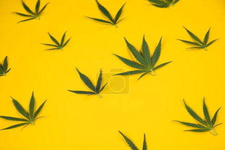 Téléchargez les photos : Feuille de cannabis sur fond jaune. feuille de cannabis. vue de dessus. - en image libre de droit