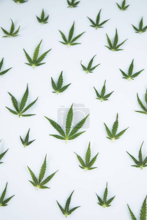 Téléchargez les photos : Vue du dessus sur la feuille de cannabis - en image libre de droit