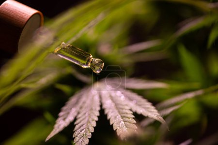 Foto de Hojas de cannabis con cáñamo - Imagen libre de derechos