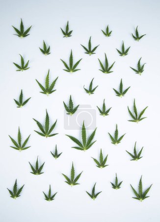 Téléchargez les photos : Feuilles de cannabis isolées sur fond blanc - en image libre de droit