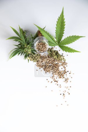 Téléchargez les photos : Marijuana et graines de cannabis sur fond blanc - en image libre de droit
