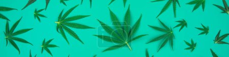 Téléchargez les photos : Feuilles de cannabis. feuilles de chanvre sur fond bleu avec espace de copie. vue de dessus. - en image libre de droit