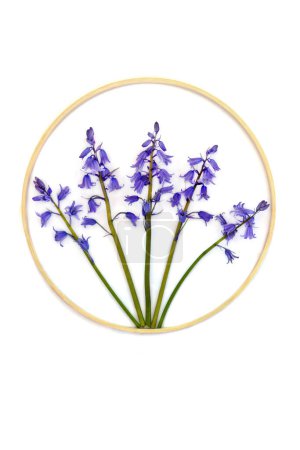 Photo for Bluebell wildflower abstract design symbol with wooden round shape wreath frame. Spring nature flower logo arrangement on white background. - Royalty Free Image