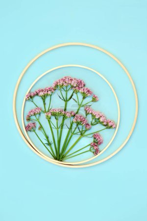 Photo for Pink valerian herb flower plant abstract background circular frame. Flowers can be used to make perfume. Minimal border botanical nature study composition. On pastel blue. - Royalty Free Image