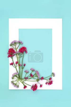Photo for Red and pink valerian herb flower plant background frame. Flowers can be used to make perfume. Minimal border botanical nature study composition. On blue. Valeriana. - Royalty Free Image