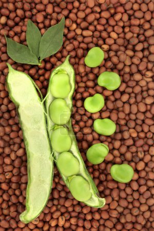Photo for Broad bean legume vegetables dried and fresh with leaves. Vegan health food high in fibre, protein, folate and B vitamins, can lower cholesterol levels. Abstract nutritious superfood background. - Royalty Free Image
