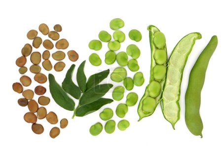 Photo for Broad bean legume vegetables dried and fresh with leaves. Freshly picked local produce high in fibre, protein, folate and B vitamins, can lower high cholesterol levels. On white background. - Royalty Free Image