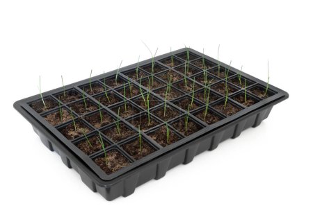 Plastic seed tray with baby leek seedling plants. Gardening equipment using recycled plastic. Local and home grown food eco friendly sustainable nature concept. Isolated on white backgroun