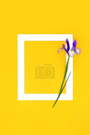 Foto de En memorium RIP fondo floral. Iris flor púrpura sobre marco blanco sobre amarillo. Invitación fúnebre obituario composición mínima, tarjeta conmemorativa, condolencia, concepto de dolor. - Imagen libre de derechos