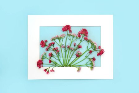Photo for Valerian herb flower plant background border. Flowers can be used to make perfume. Minimal floral border botanical nature study composition. On blue. Valeriana. - Royalty Free Image