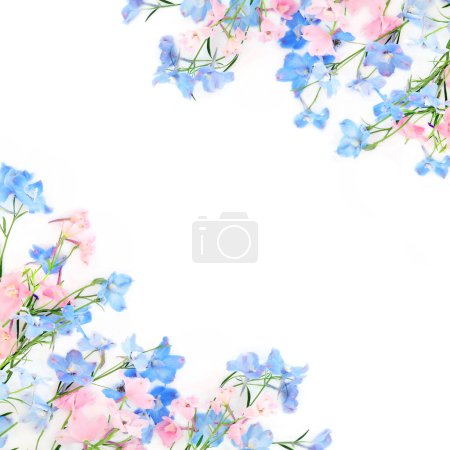 Téléchargez les photos : Delphinium fond de fleur sauvage bordure sur blanc. Fleurs d'été composition minimale frontière de la nature. Utilisé en phytothérapie comme sédatif et pour un manque d'appétit. - en image libre de droit