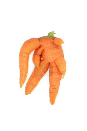 Photo for Forked and twisted deformed ugly carrot vegetable on white background. Caused by over watering, too rich soil, small rocks in growing medium or pythium fungal disease. - Royalty Free Image