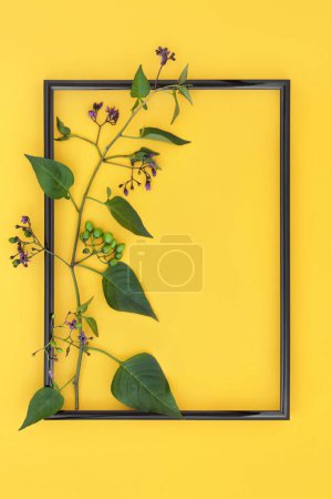 Tödliche Nachtschattenpflanze mit Blüten und grünen Beeren mit schwarzem Rahmen auf gelbem Hintergrund. Hochgiftige giftige Wildblume, die auch in der natürlichen pflanzlichen Medizin verwendet wird. Belladonna.