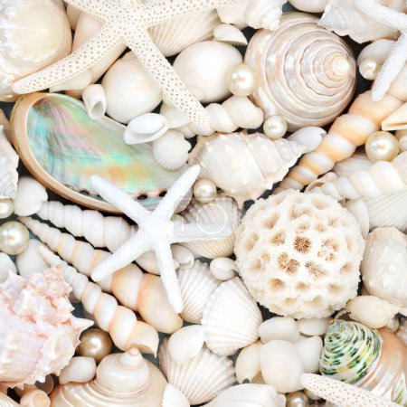 Téléchargez les photos : Fond abstrait décoratif perle et coquillage. Nature naturelle conception de la vie marine avec une grande collection de coquilles. - en image libre de droit