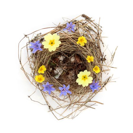 Photo for Empty blue tit bird nest with remnants of cracked eggs and spring wildflowers on white background. Flown the nest in Spring nature concept - Royalty Free Image