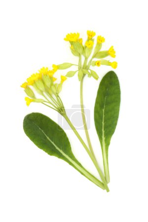 Cowslip flower plant spring wildflower on white. Used in floral food decoration and natural herbal medicine. Treats swollen nose, coughs,  bronchitis, insomnia, rheumatic pain. Primula veris.