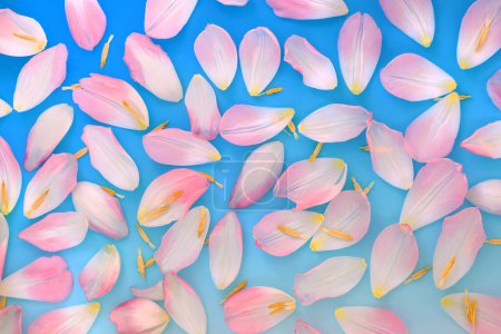 Téléchargez les photos : Pétales de fleurs rose printemps sur fond bleu blanc dégradé. Nature naturelle motif floral pour le printemps. - en image libre de droit